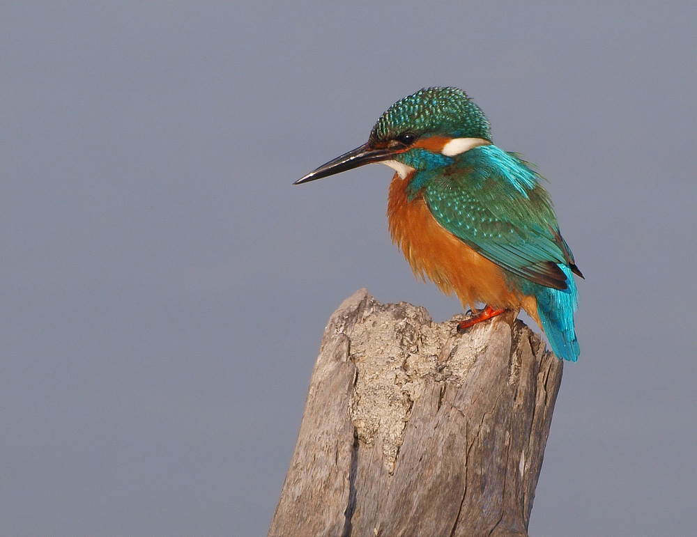 Eisvogel (Alcedo Atthis)