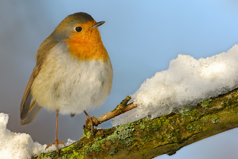 Quirlig *Rotkehlchen (Erithacus rubecula)*