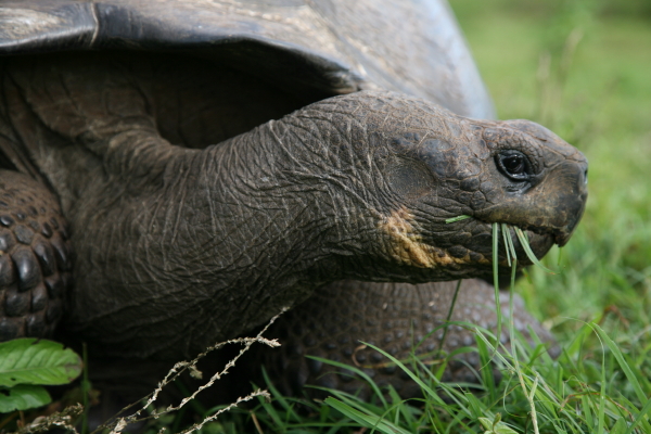 Santa-Cruz-Riesenschildkröte (C. nigra porteri)