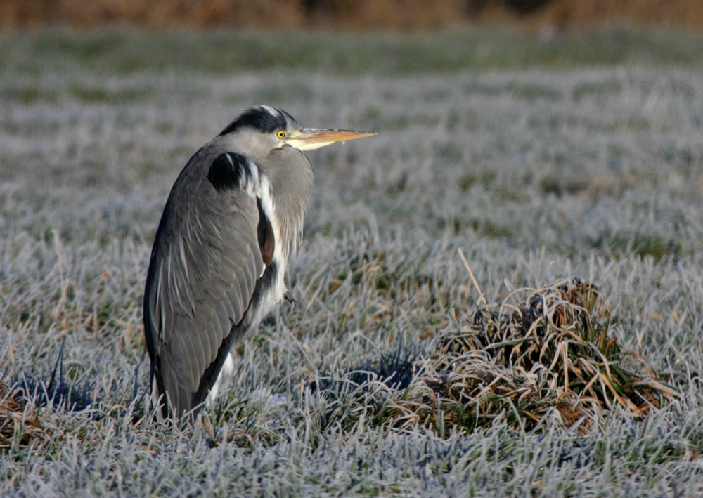 "Eisiger" Reiher