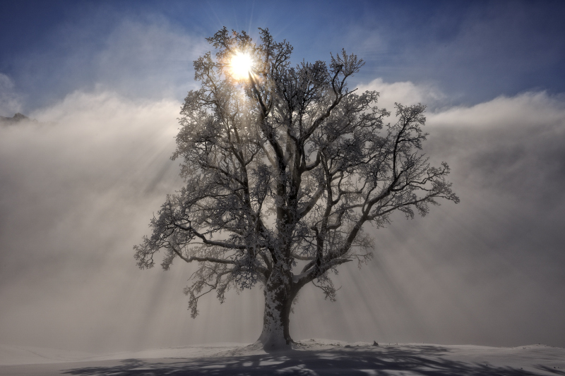 Baum im Gegenlicht