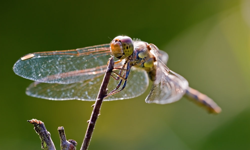 Libelle im Streiflich sRBG