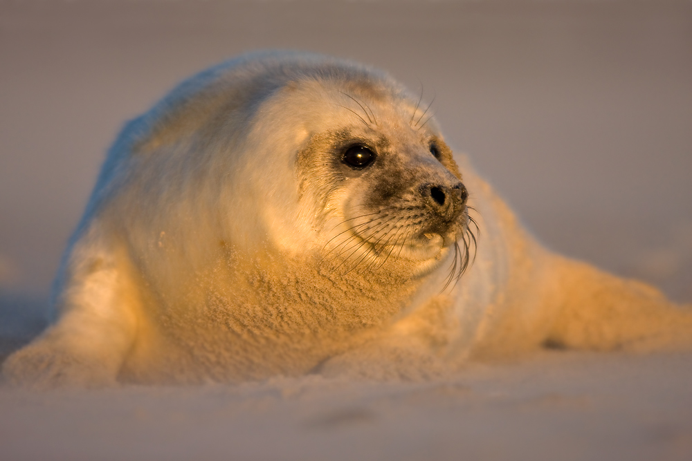 Helgoland IV