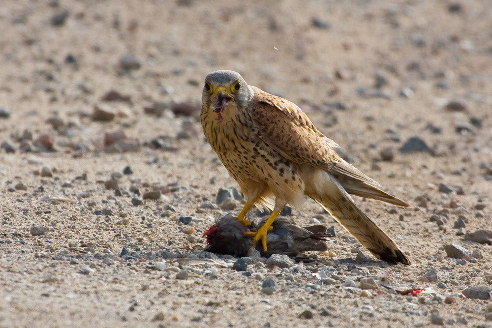 Falke beim Fressen III