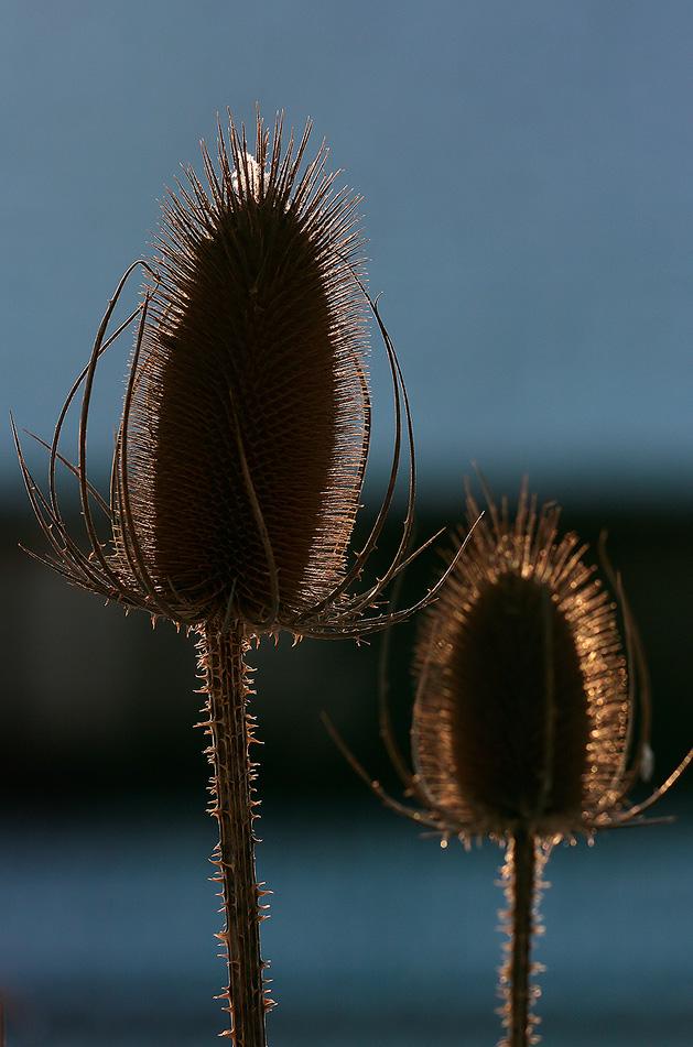 Karde im winterlichen Abendlicht - II