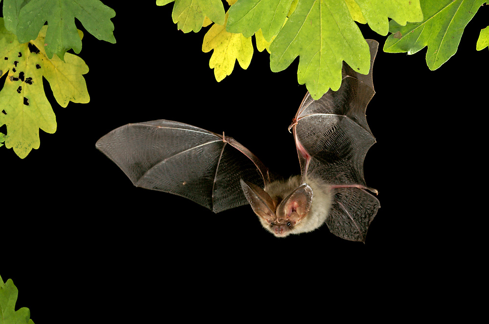 Braunes Langohr (Plecotus auritus)