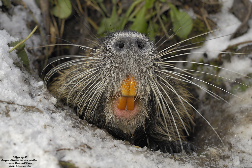 Nutria (Myocastor coypus)
