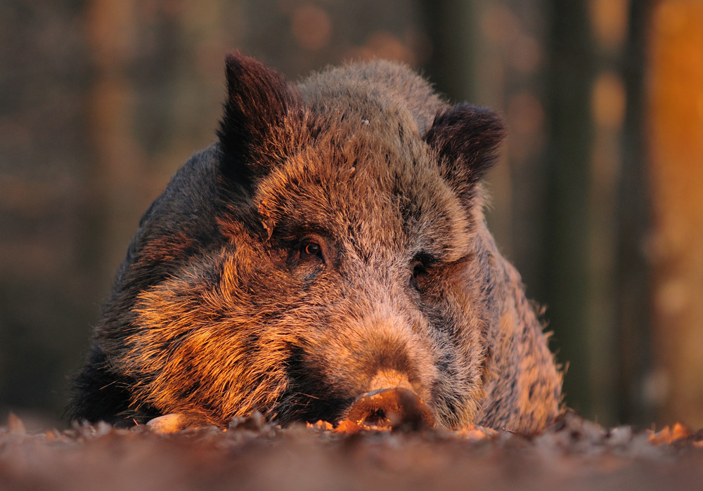 Es ist so fein ein Schwein zu sein!