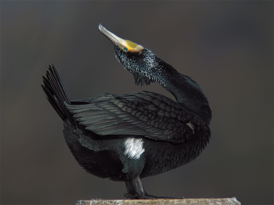 Kormoran