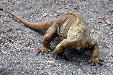 weiblicher Galapagos-Landleguan (Conolophus subcristatus)