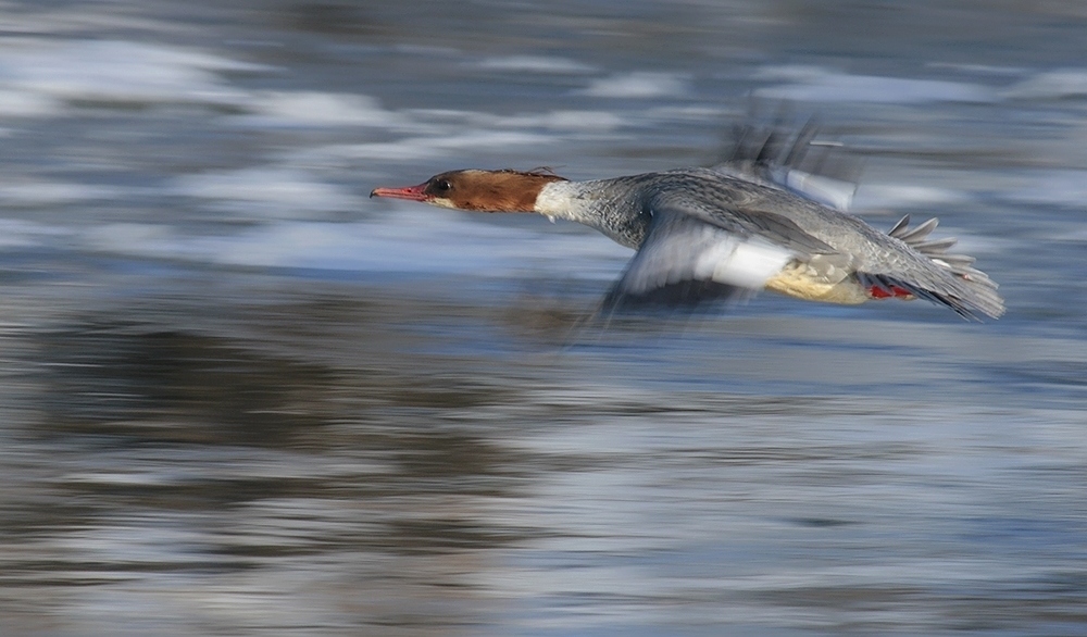 Gänsesäger