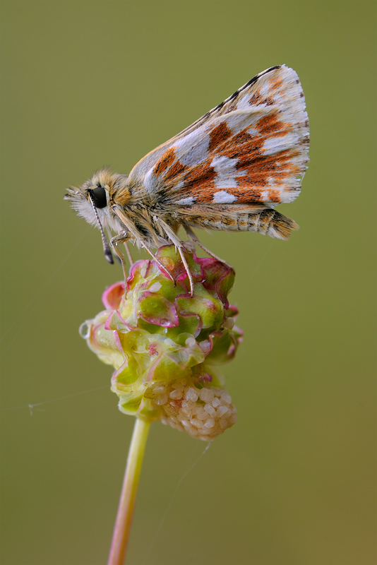 Spialia sertorius