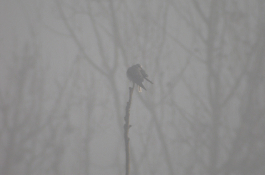 Rätselvogel