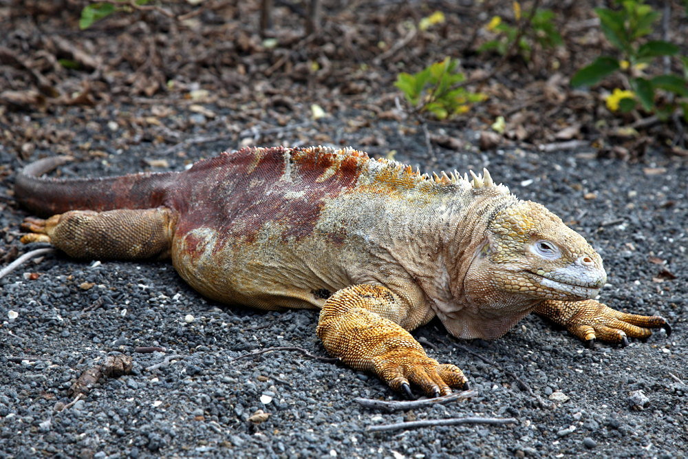 Männlicher Galapagos-Landleguan (Conolophus subcristatus)