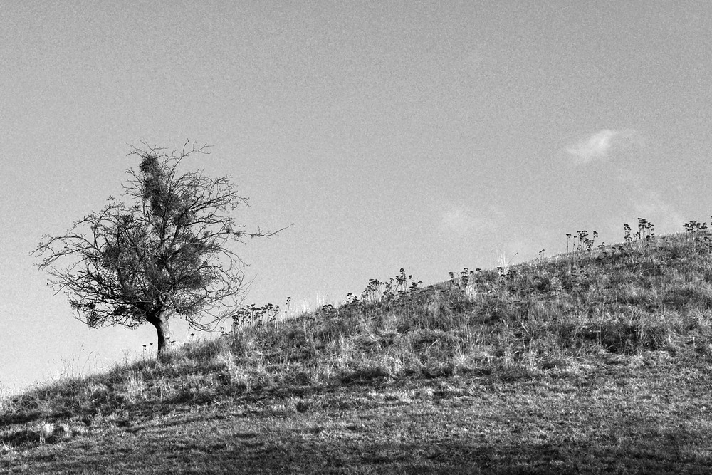 Baum am Hügel