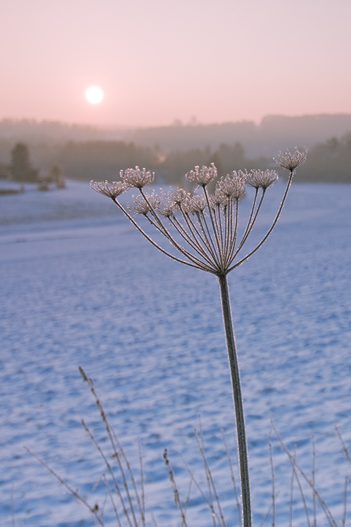 Eiskalter Morgen