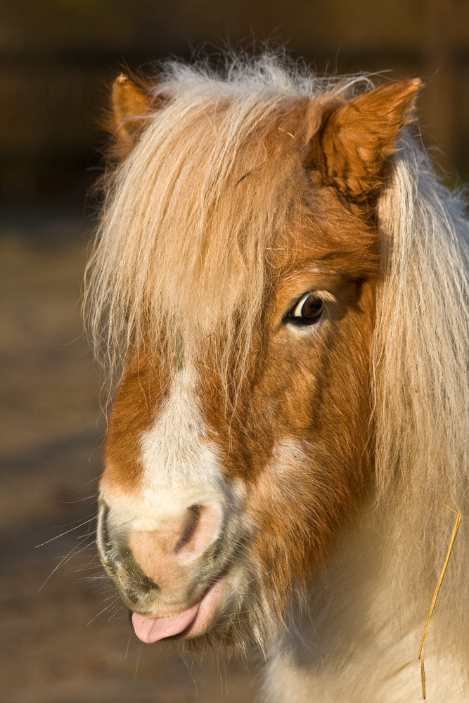 Pony