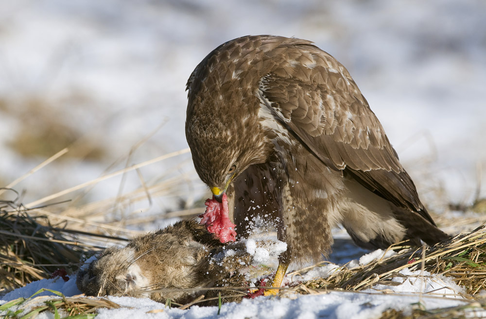 Mäusebussard kröpft Hasen