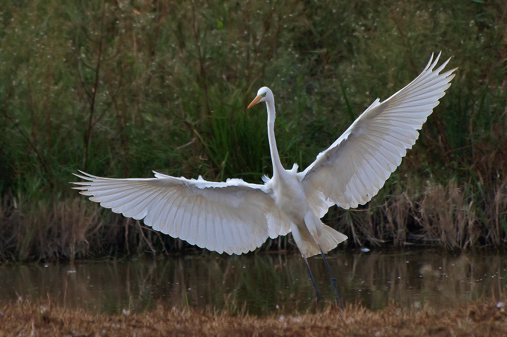 Majestätisch...Silberreiher (Egretta Alba)