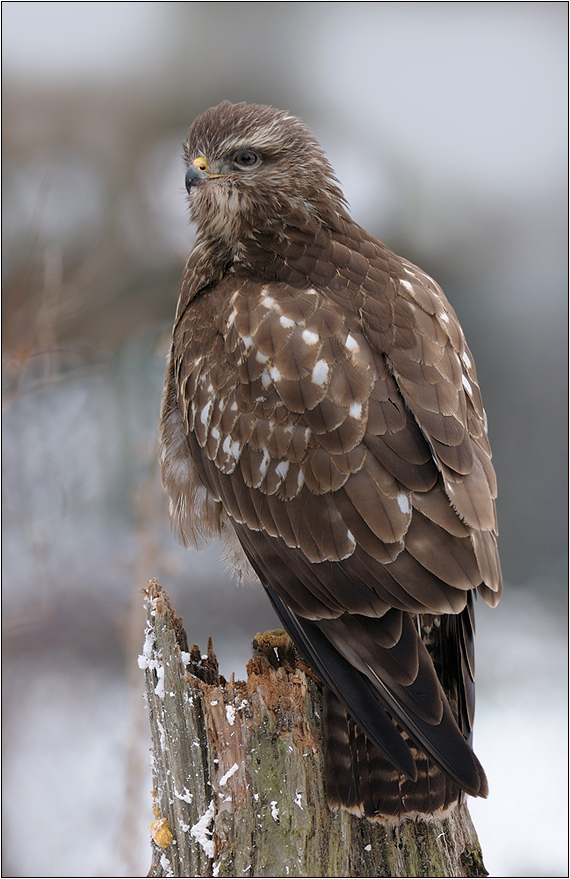 Mäusebussard(Buteo buteo)