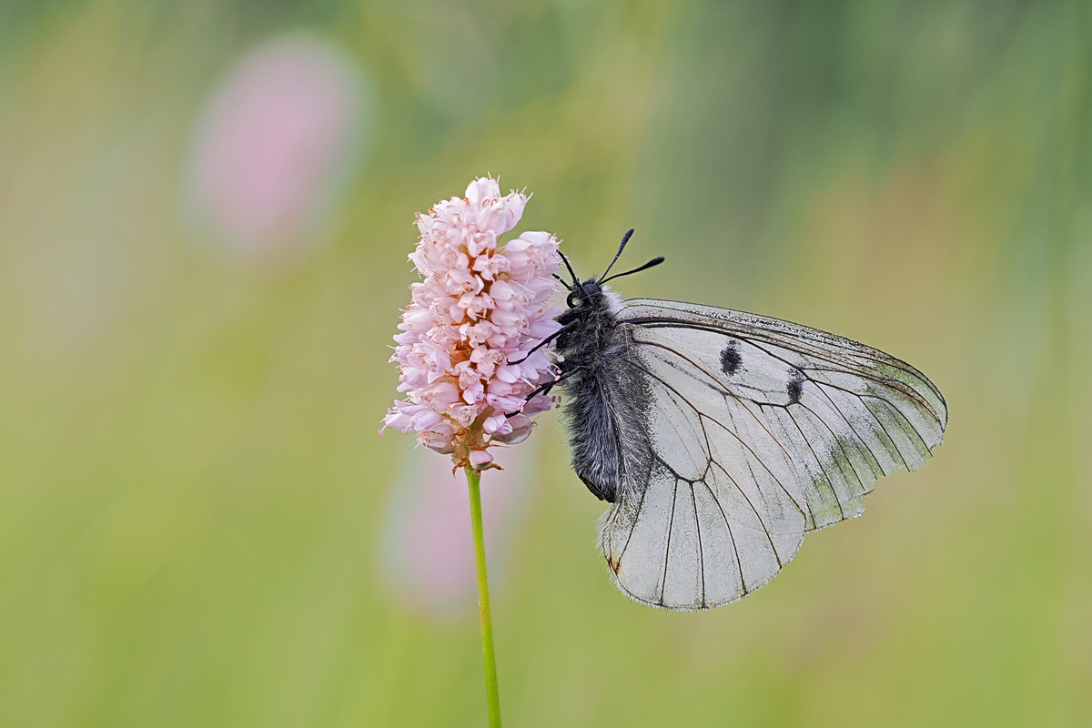 den schwarzen Apollofalter