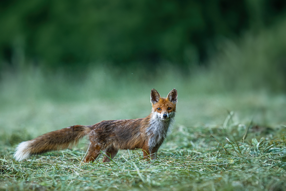 Fuchs nach der Mahd