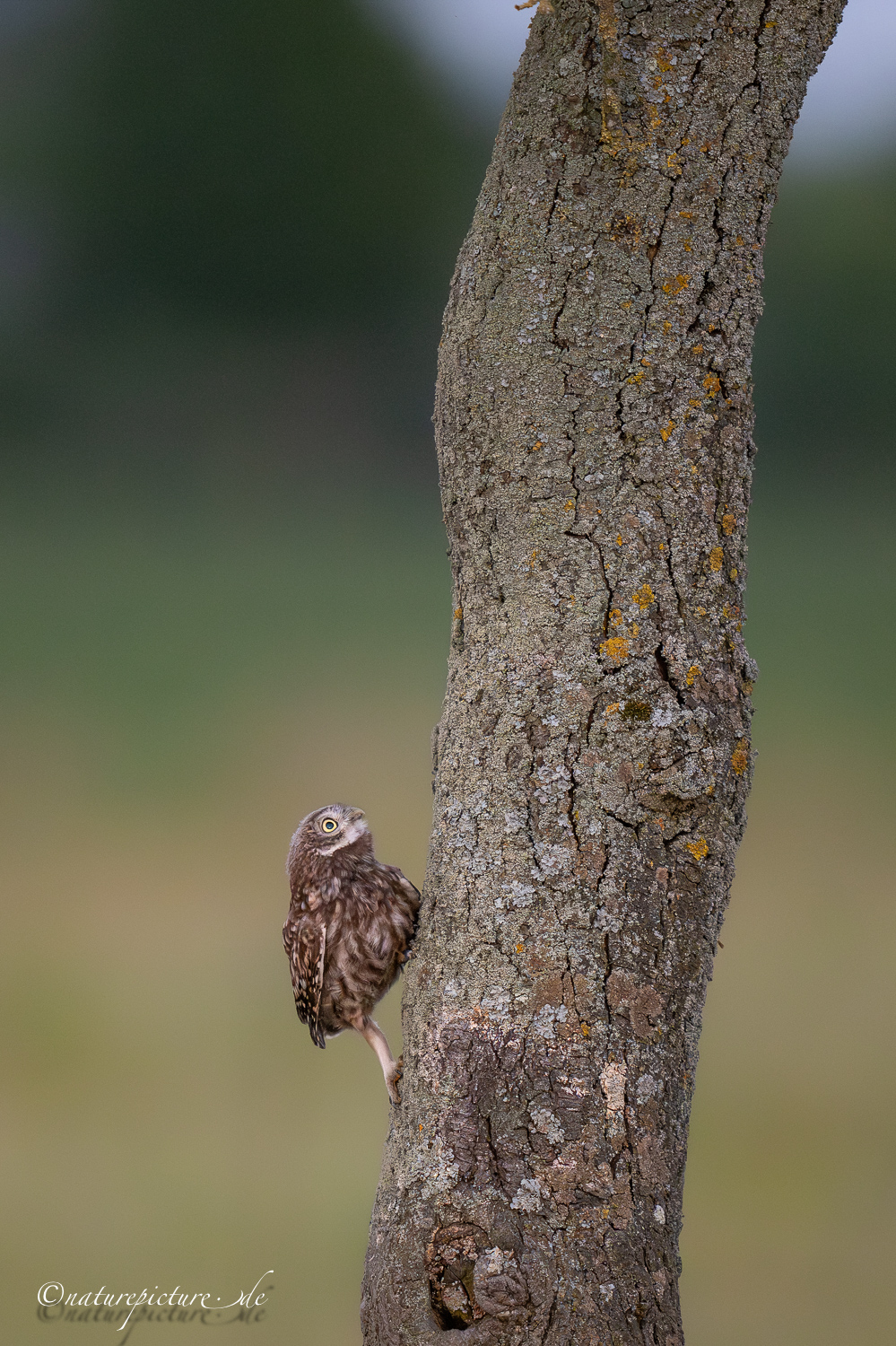 Der Blick zum Licht