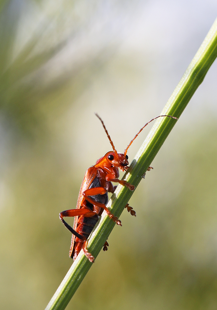 Roter Weichkäfer