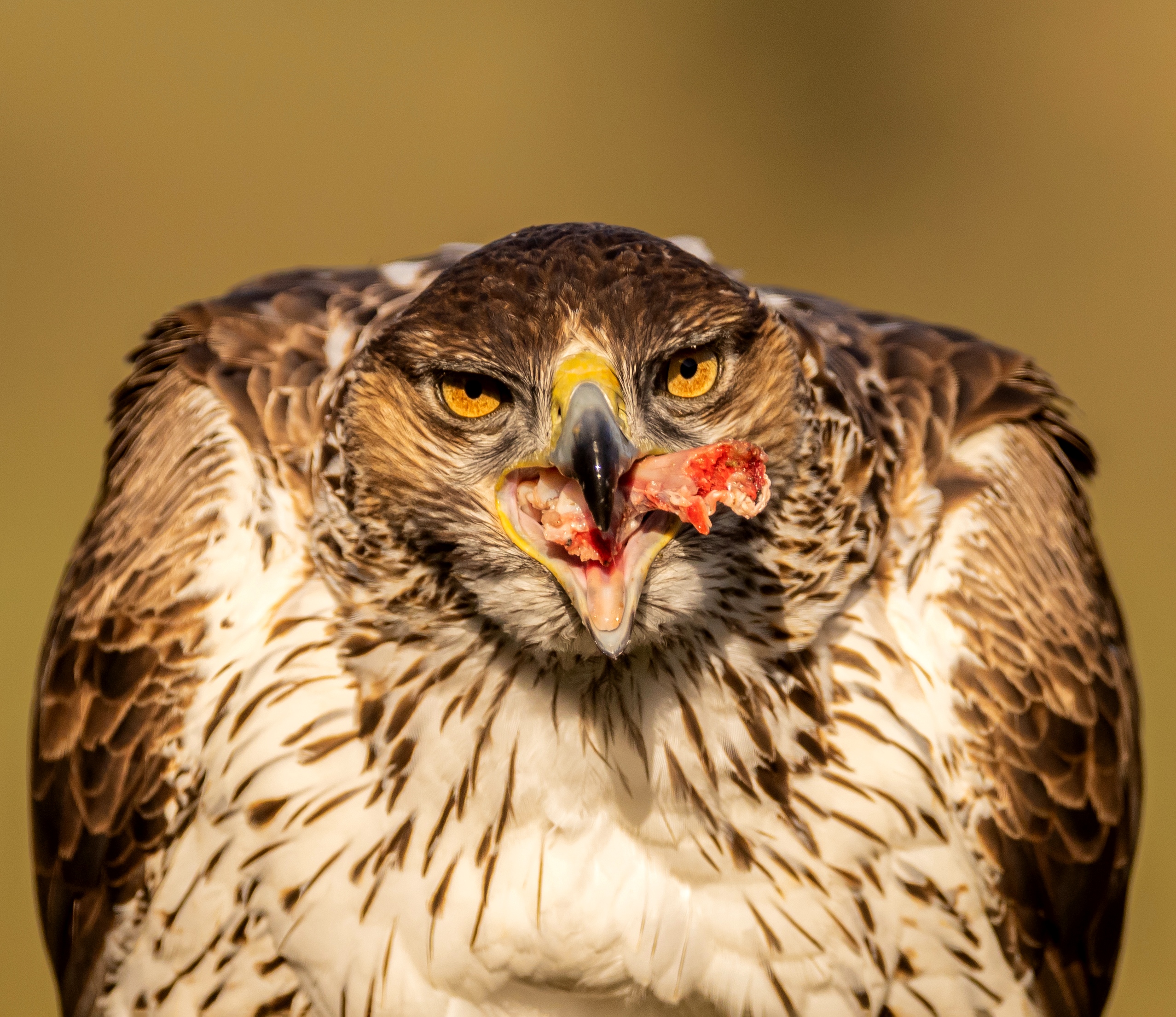 Habichtsadler-Weibchen