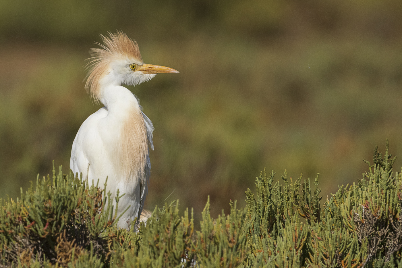 Kuhreiher – Bubulcus ibis