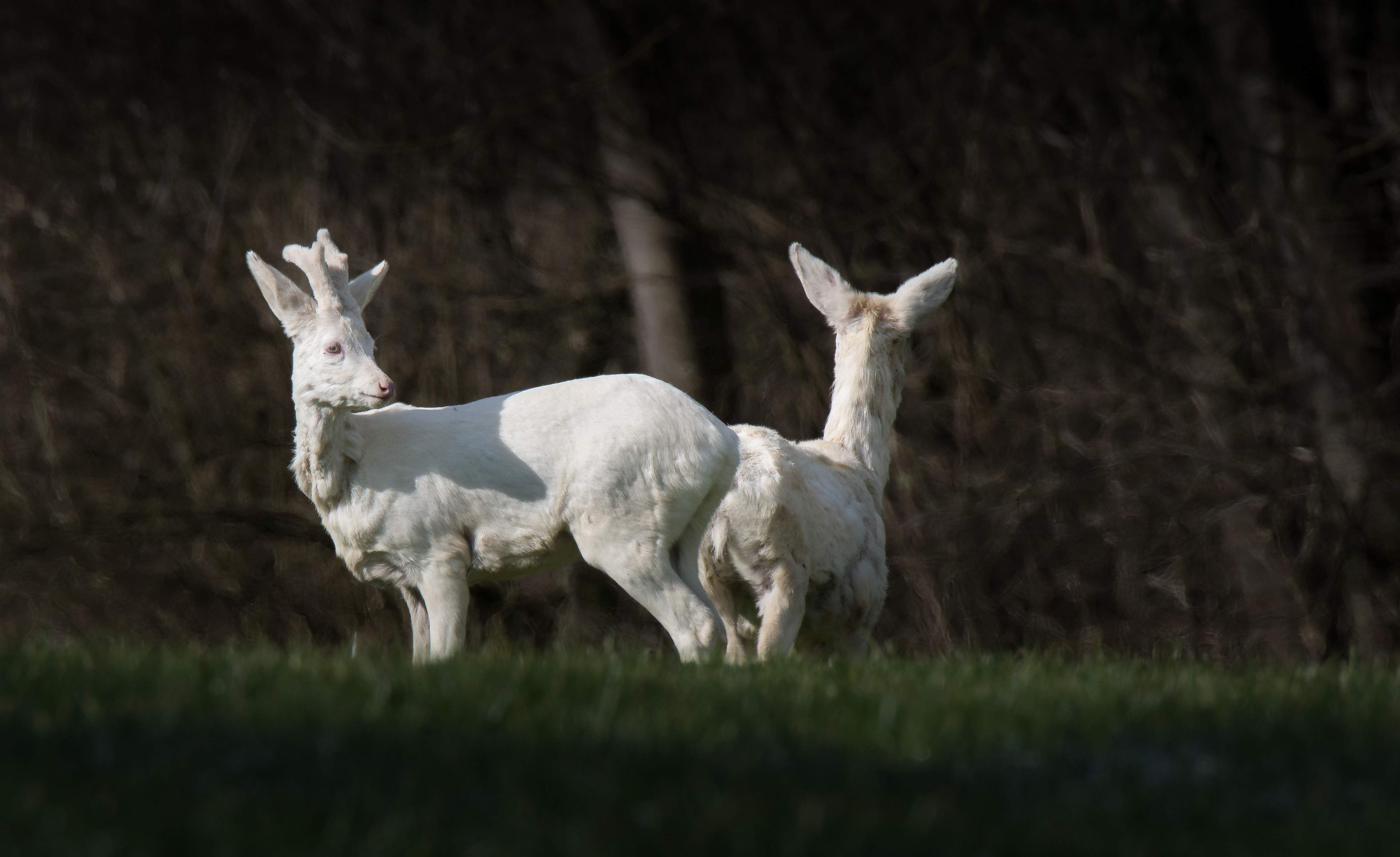 Weiße  Rehe .