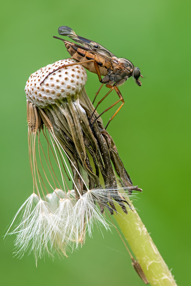 Schnepfenfliege