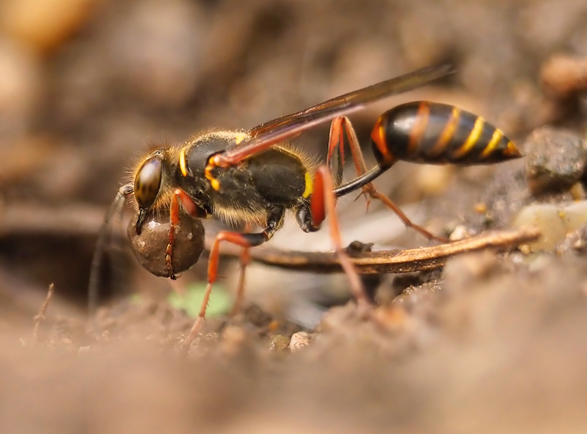 Orientalische Mörtelwespe (Sceliphron curvatum) mit Schlammkugel DOKU 23 !  (Forum für Naturfotografen)