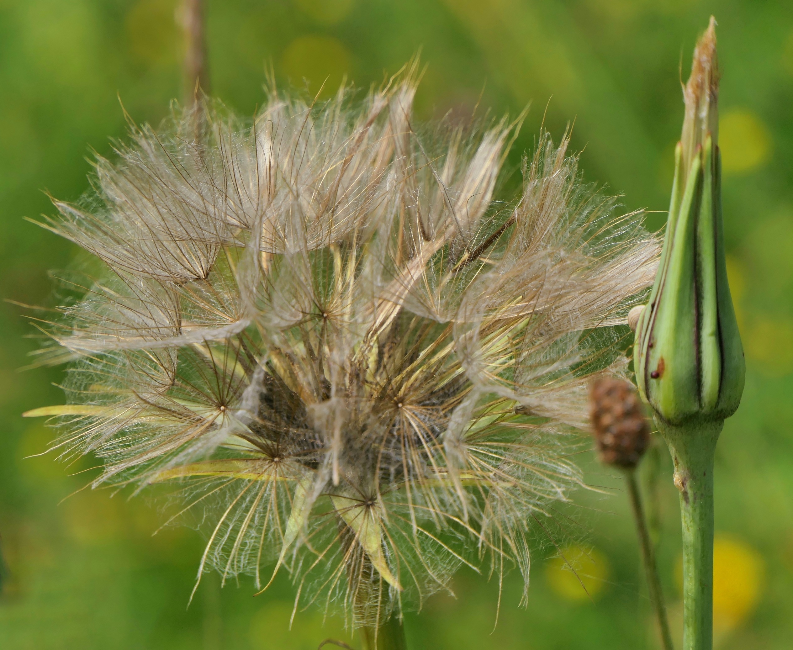 Wiesenbocksbart