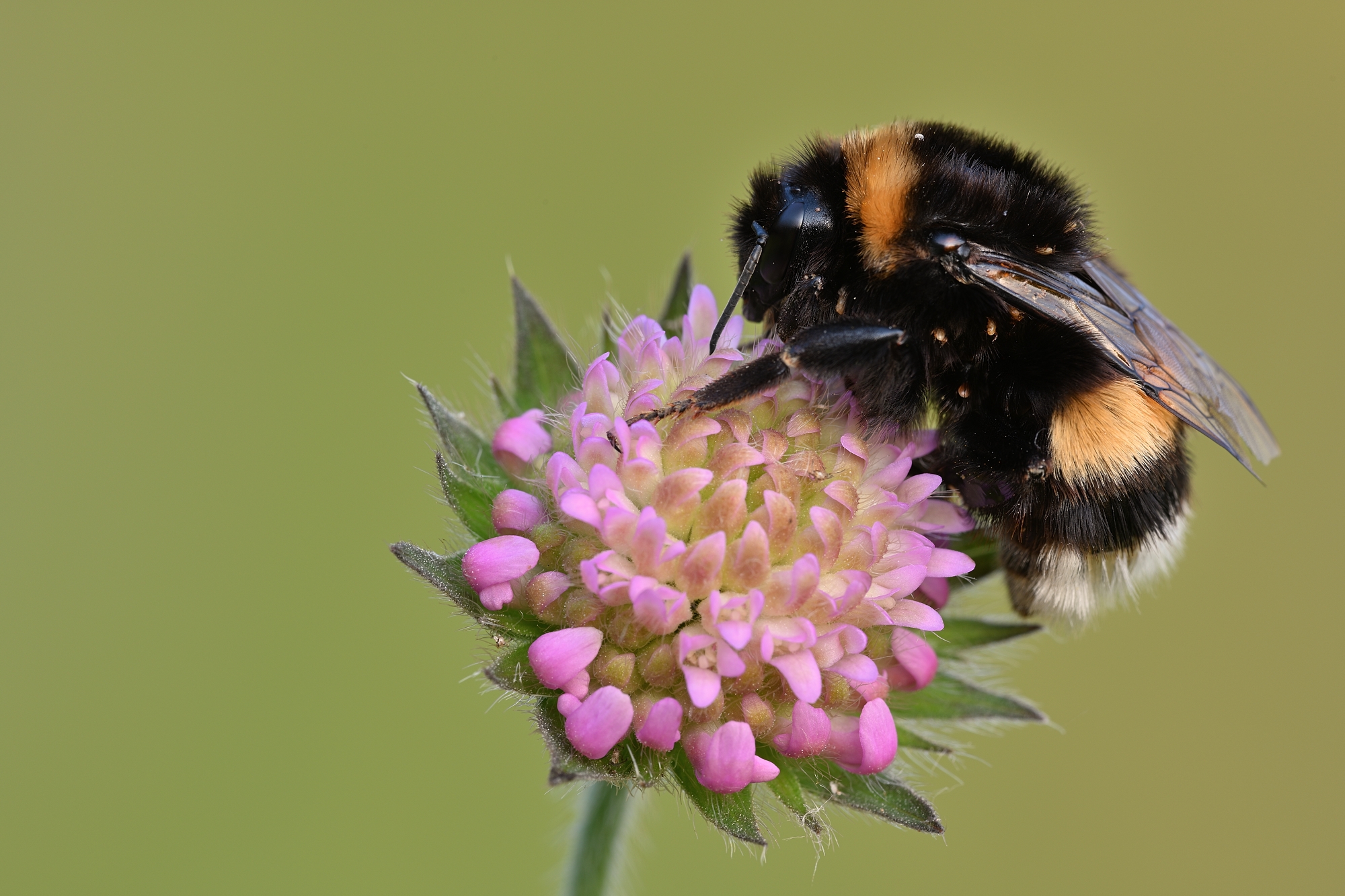 Erdhummel