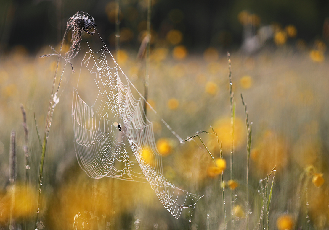 zwischen den Butterblumen