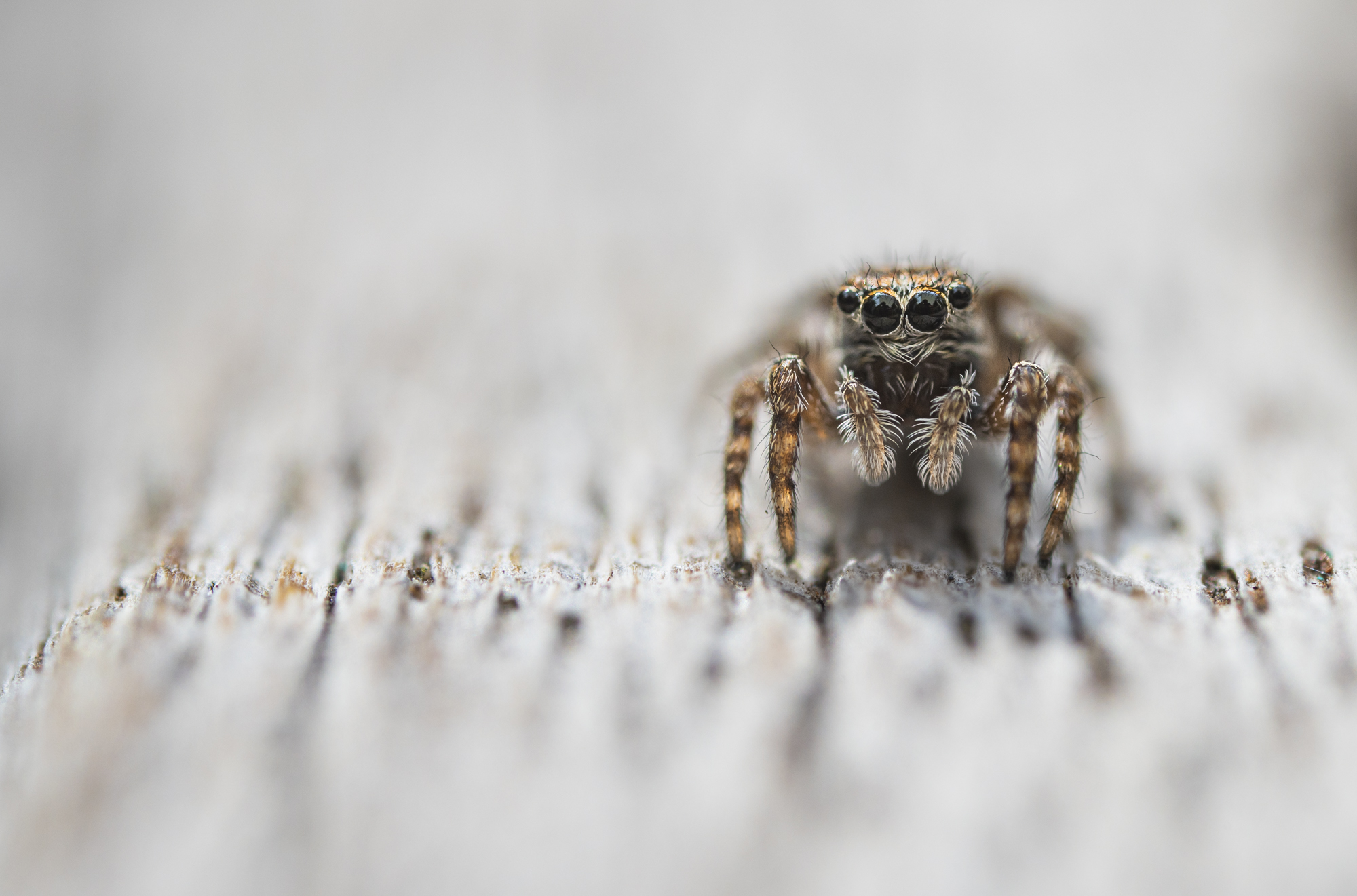 ___Springspinne_______