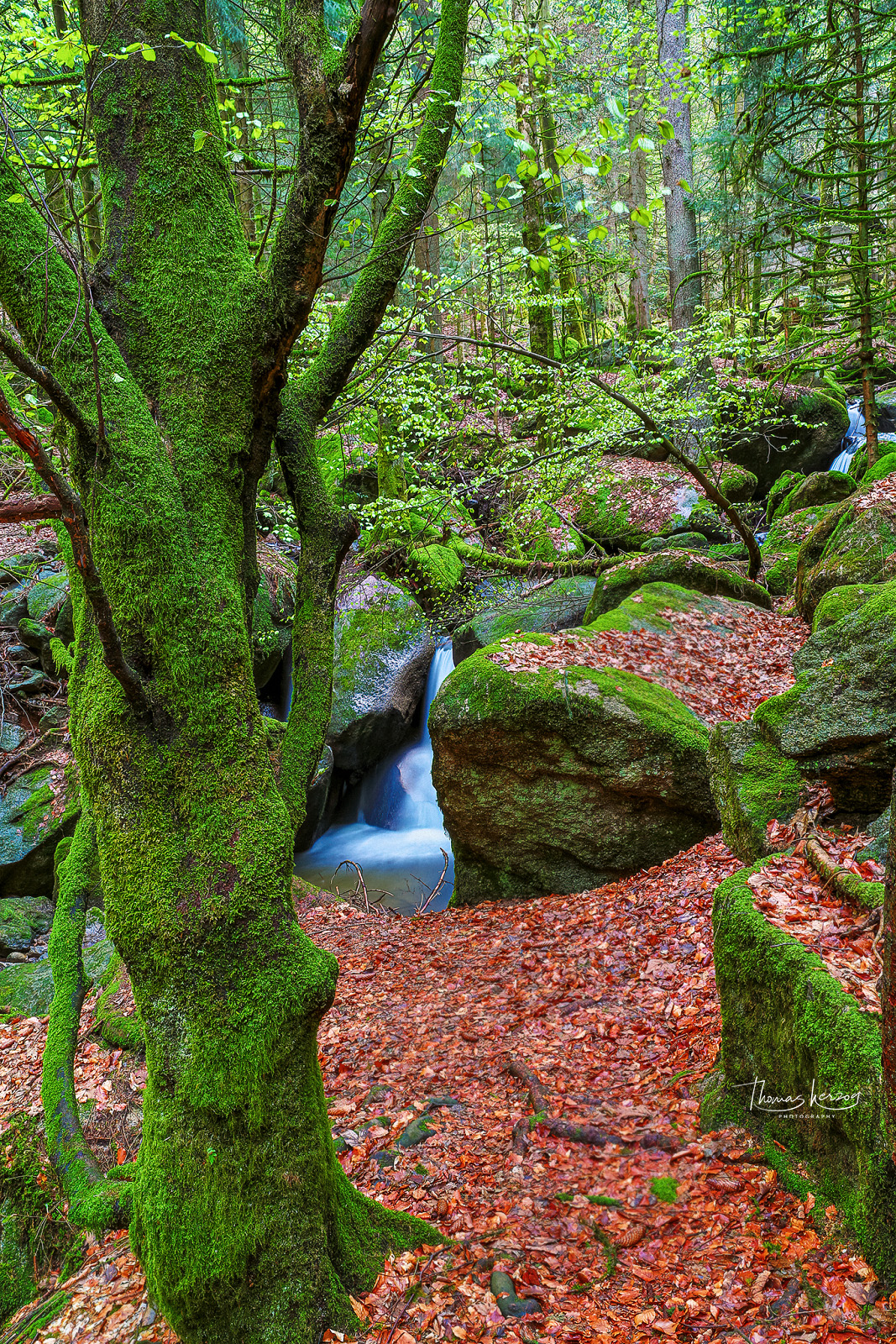 Schwarzwälder Urwald
