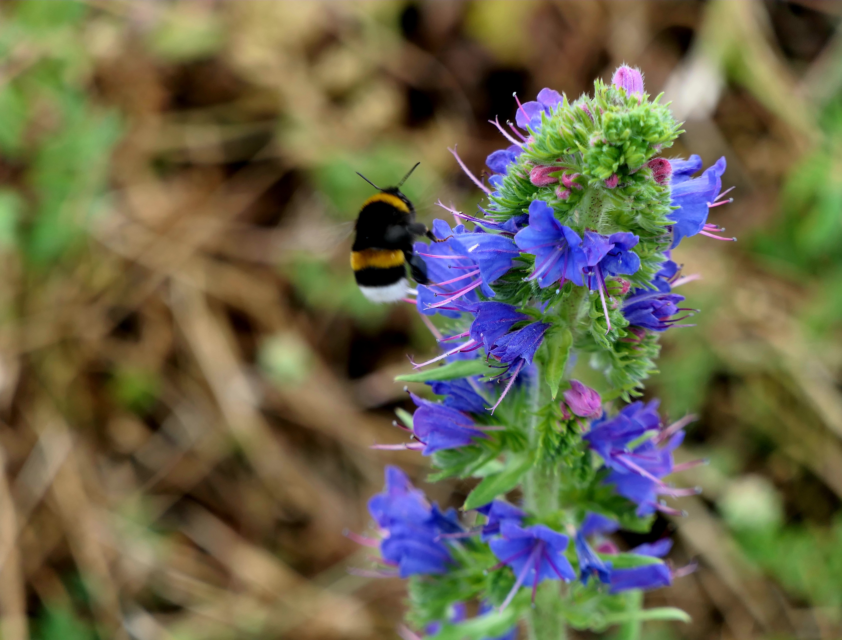 Hummelbesuch an Natternkopf