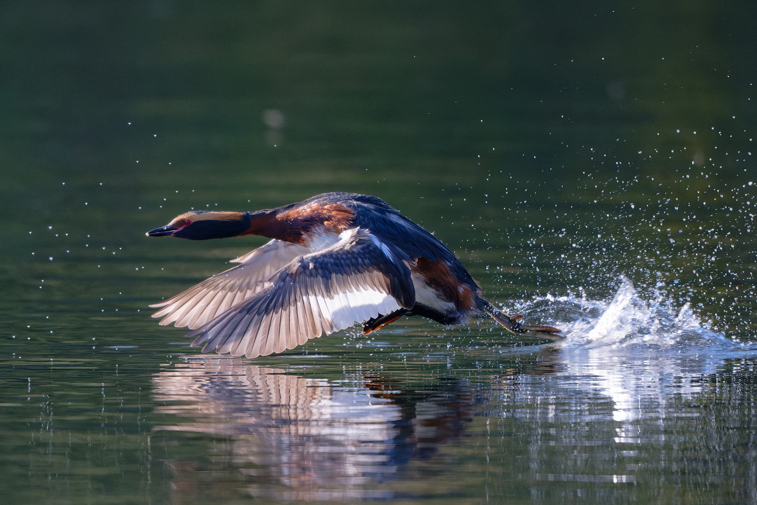 Der Grund für die wilde Flucht (Forum für Naturfotografen)