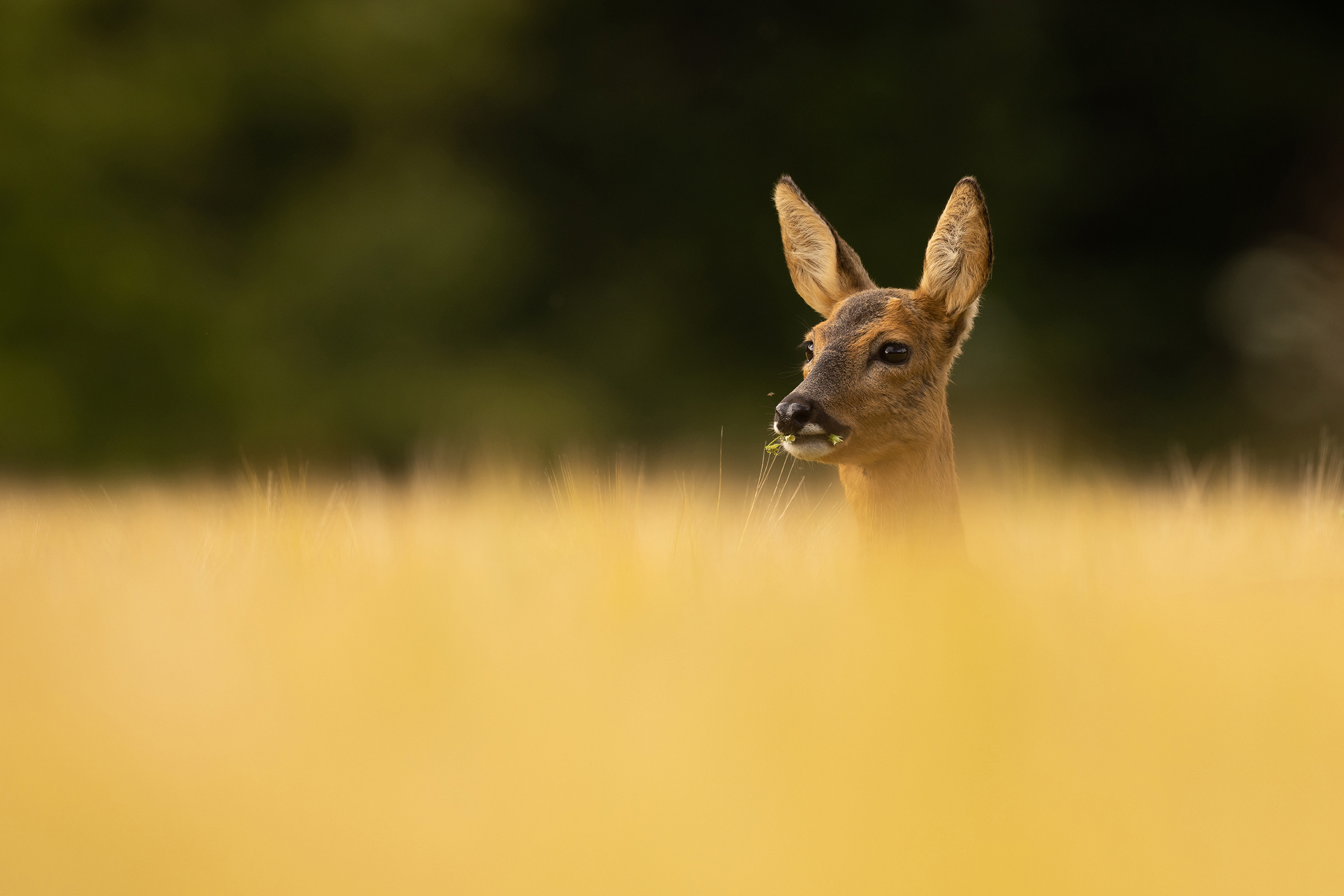 Ricke im Getreide