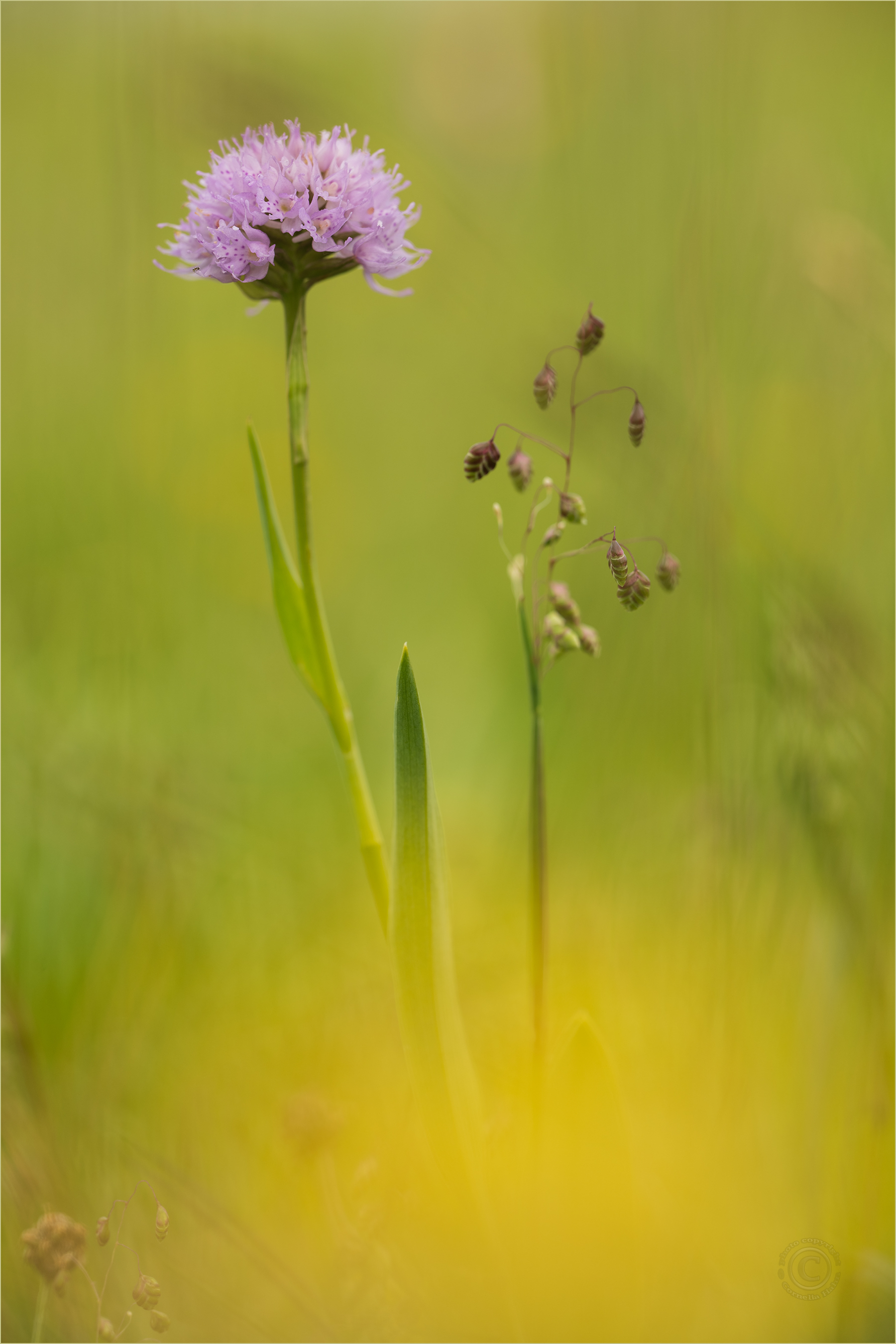 Kugelorchis (Traunsteinera globosa)