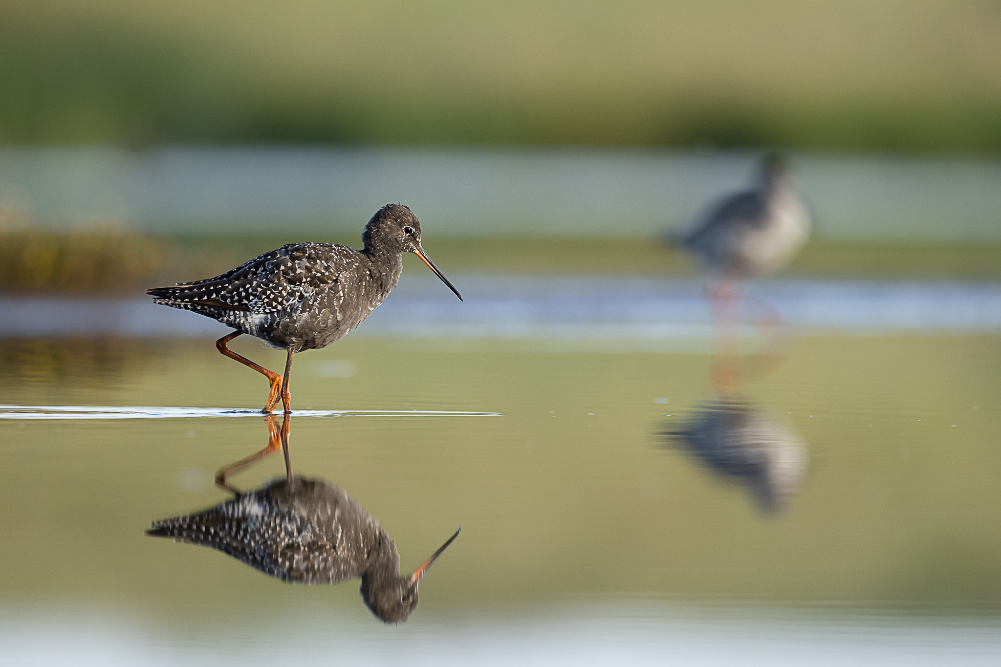 Dunkler Wasserläufer