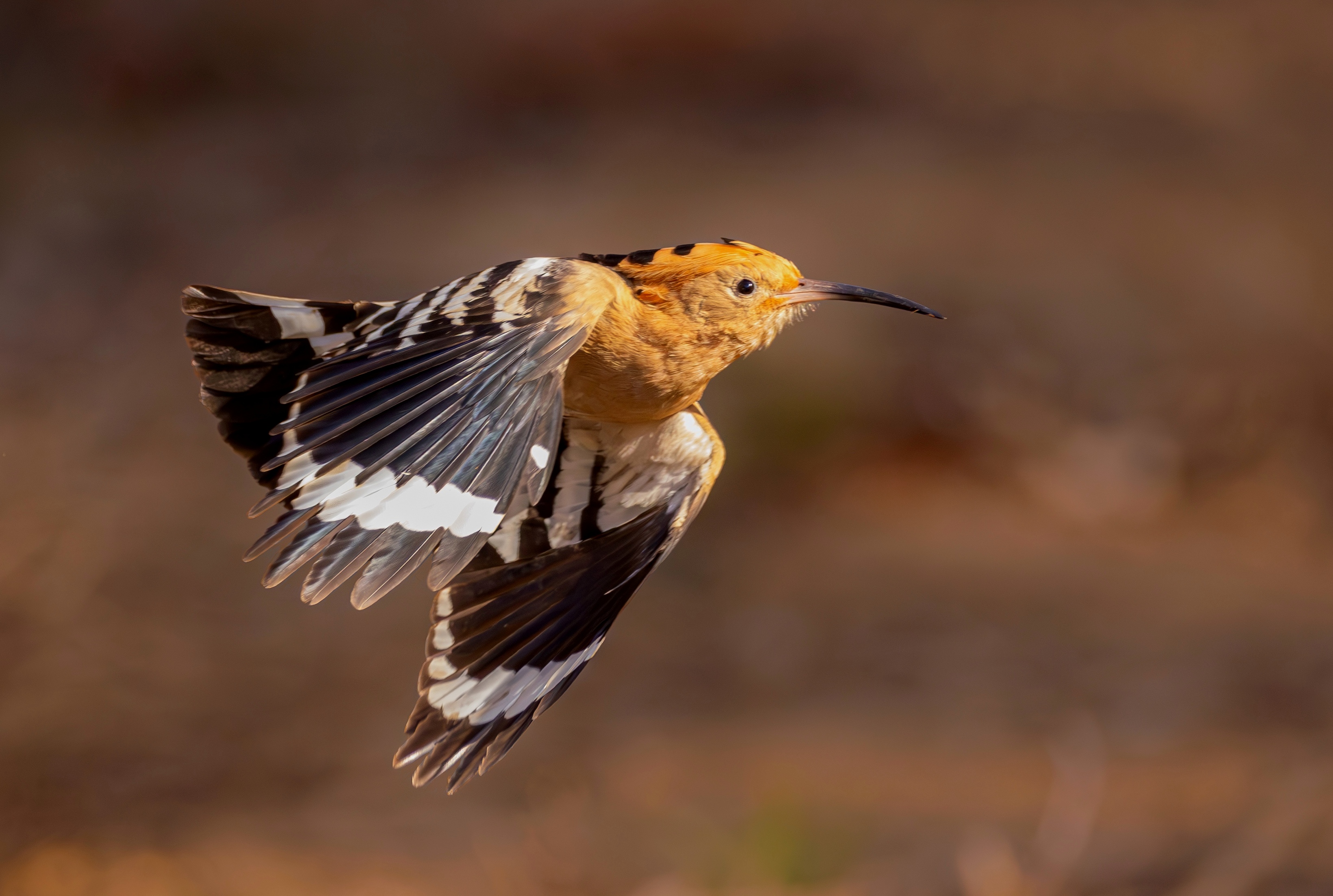 Wiedehopf im Abflug