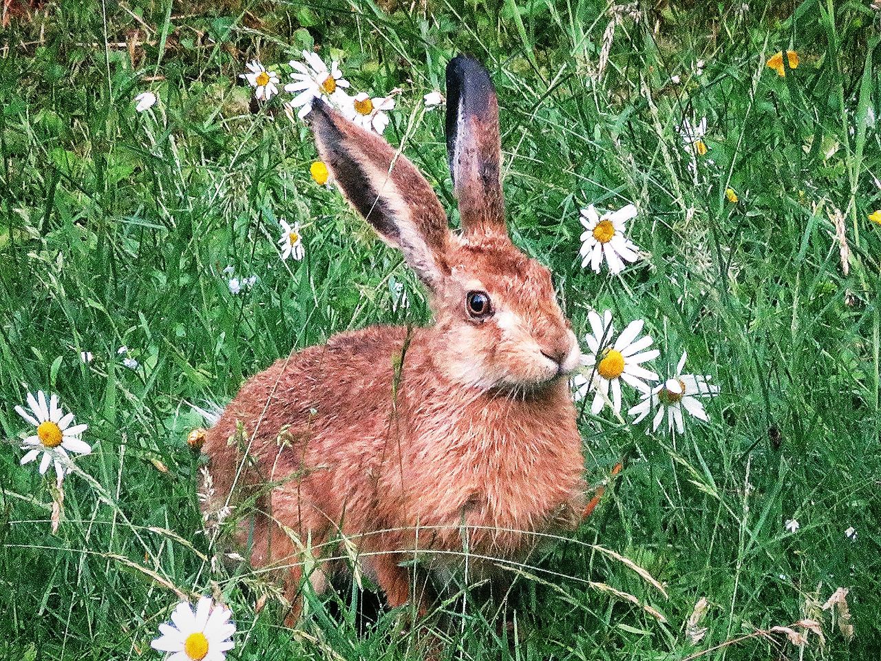 Hase im Gras