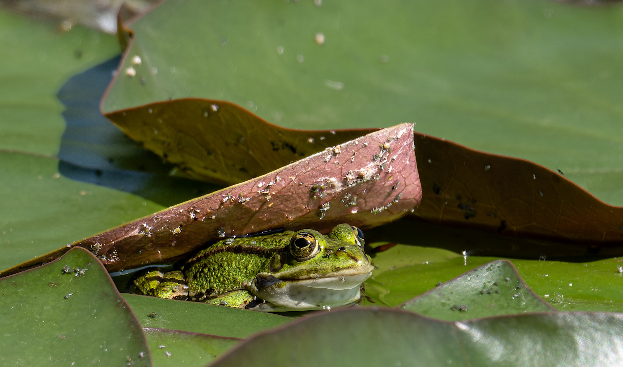 …nicht jeder Frosch hat einen Sonnenschirm!