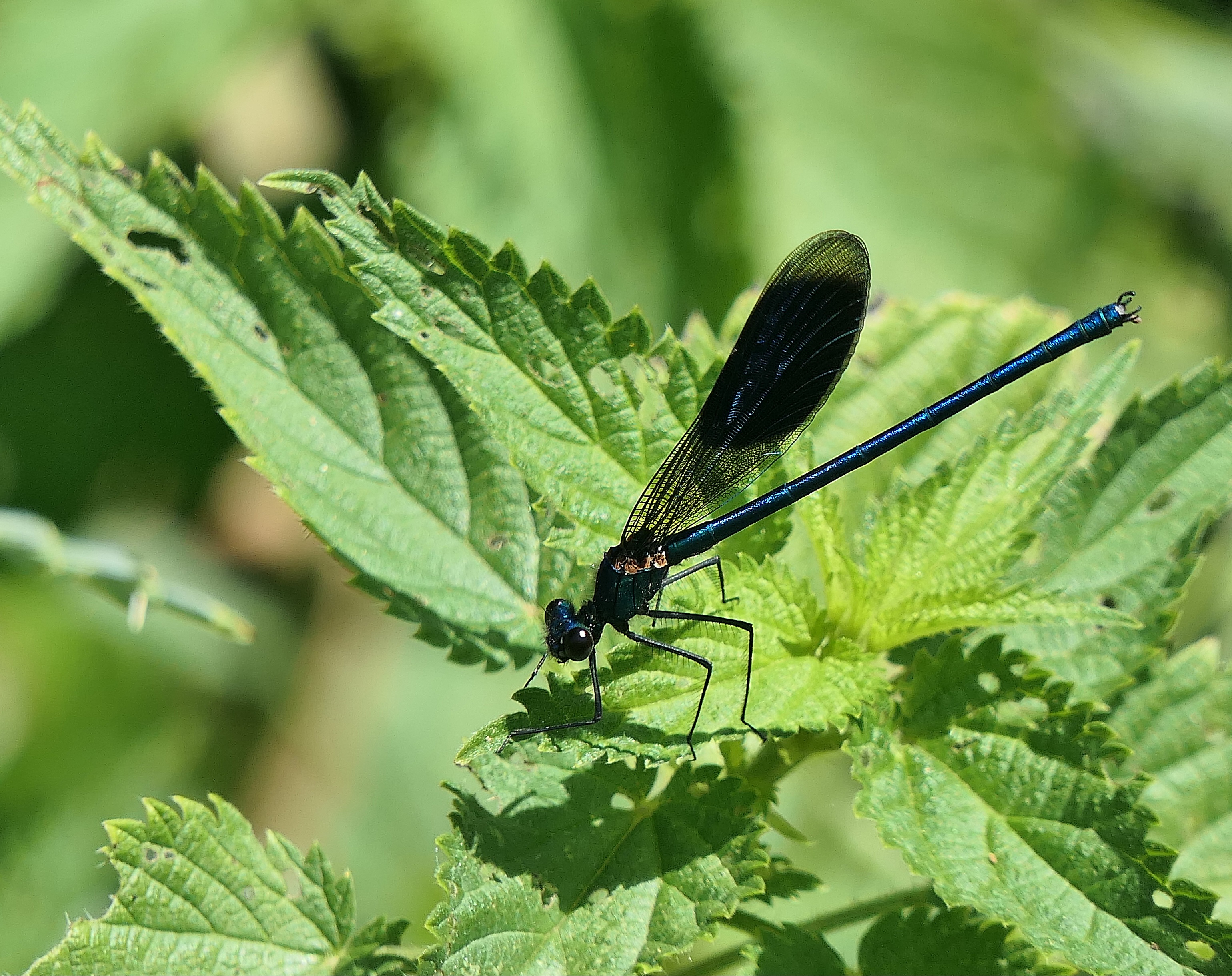 Gebänderte Prachtlibelle (Calopteryx splendens)