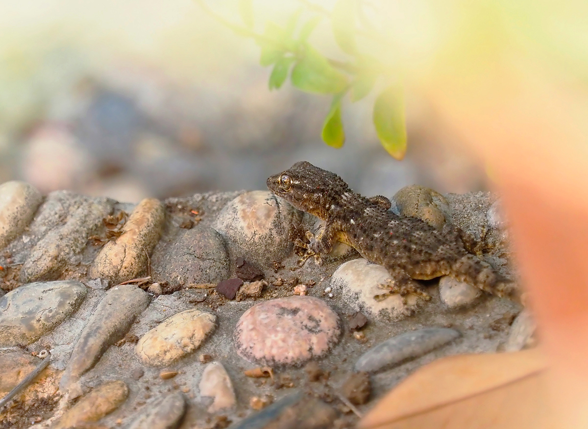 Gecko am Abend