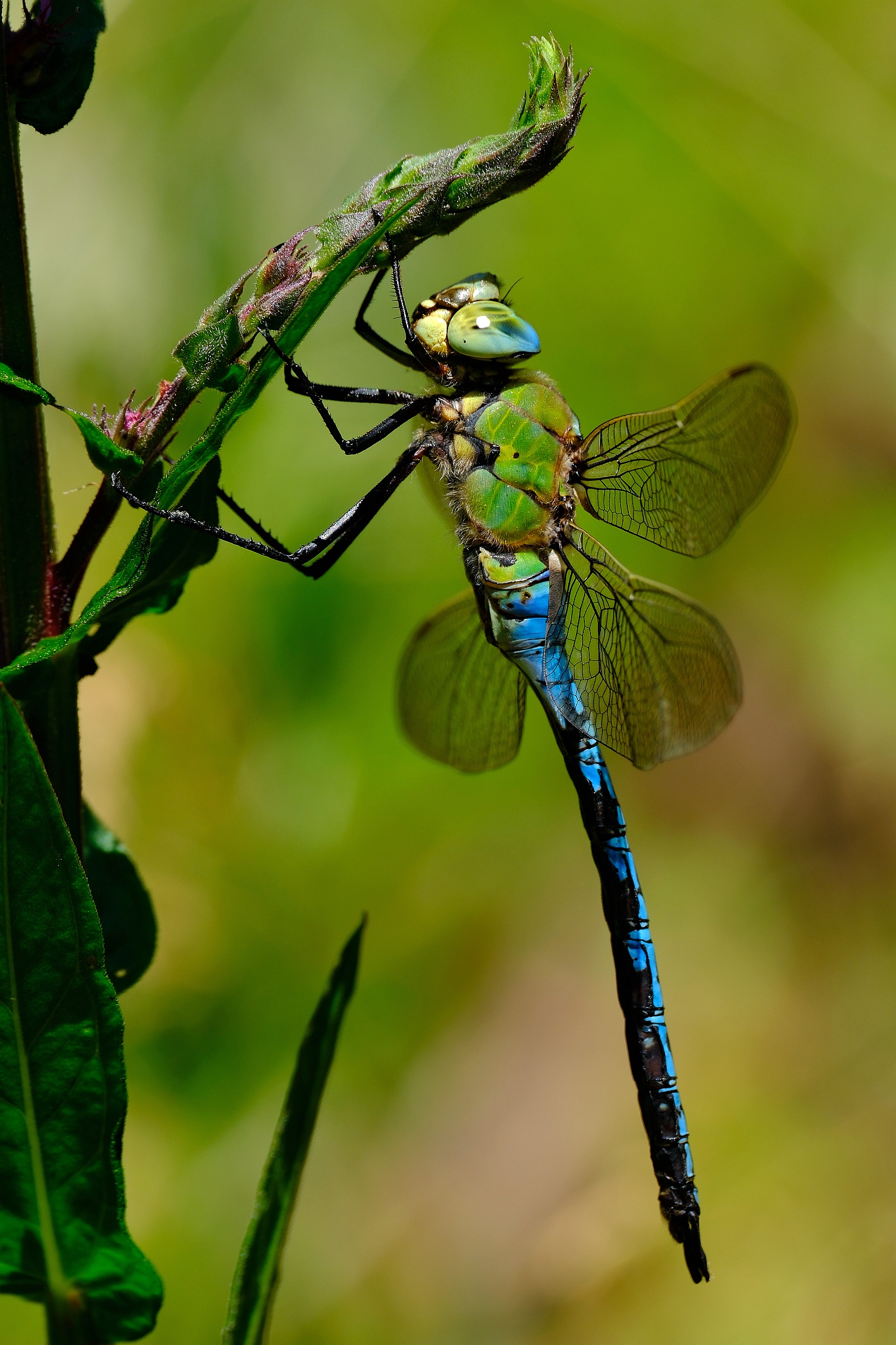 Anax Imperator