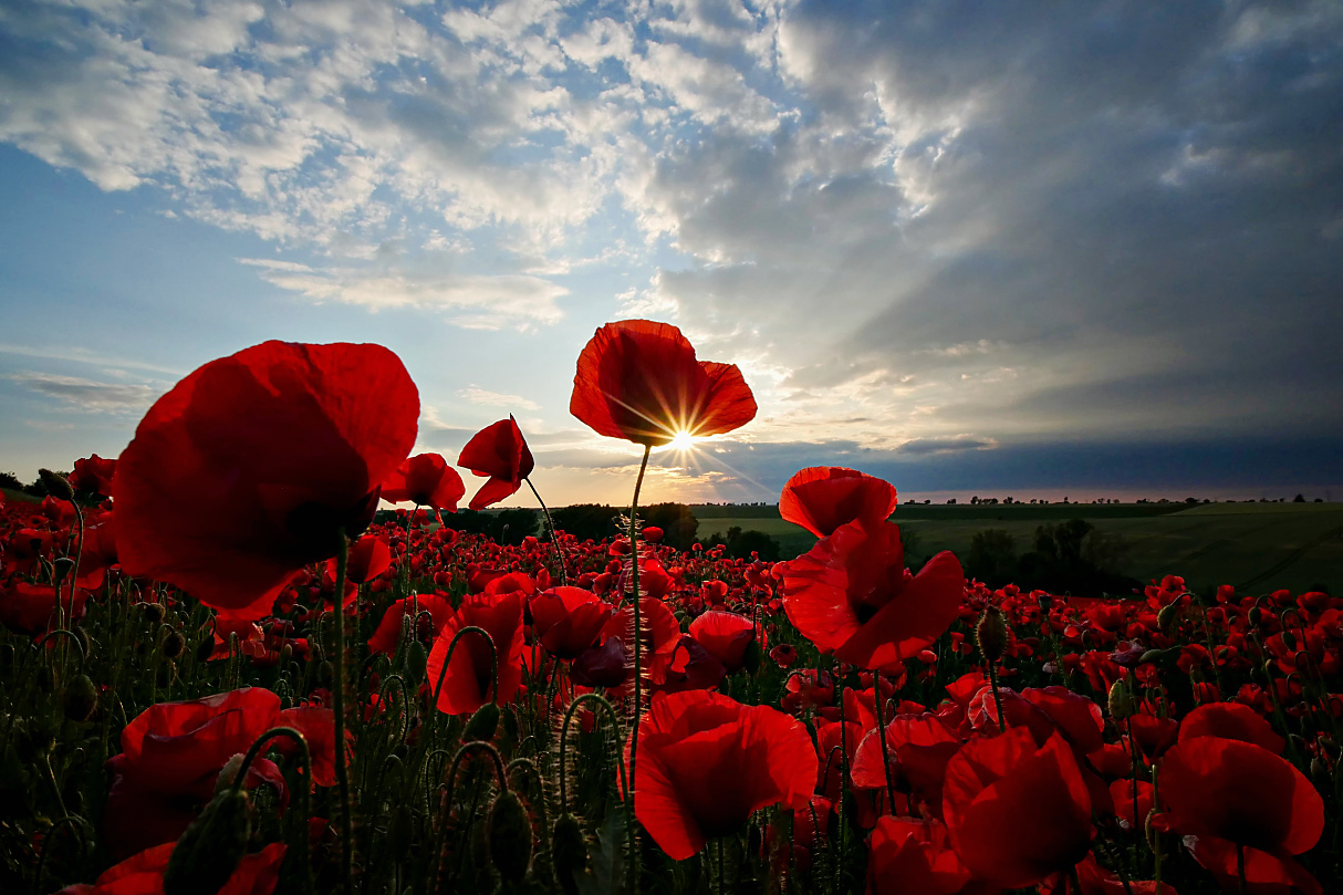 Mohn mit Stern